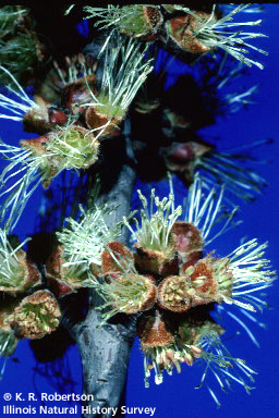 Index of /help/digitalflowers/picts/Aceraceae